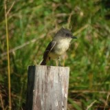 Eastern Phoebe