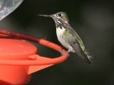 Calliope Hummingbird (Male)