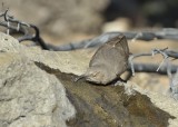 Curved-billed Thrasher