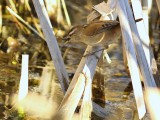 Marsh Wren (with Fish)
