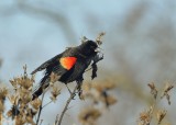 Red-winged Blackbird (Male)