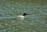 Common Loon