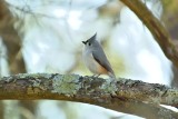 Tufted Titmouse