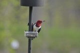 Red-headed Woodpecker