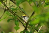 Chestnut-sided Warbler