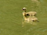 Canada Geese Goslings