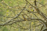 Baltimore Oriole (Female)