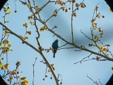 Indigo Bunting (Male)