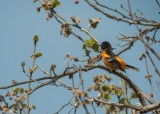 Baltimore Oriole (Male)