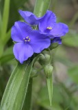 Common Spiderwort