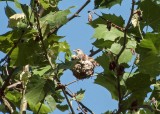 Warbling Vireo (Mom with Immature in Nest)