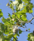 Baltimore Oriole (Female at Nest)