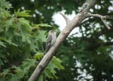 Red-bellied Woodpecker (Juvenile)