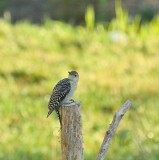 Backyard Visitor