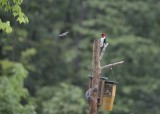 Red-headed Woodpecker