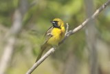 Orchard Oriole (1st Summer Male)