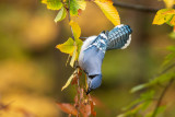 Blue Jay