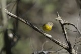 Connecticut Warbler