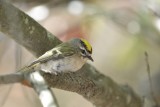 Golden-crowned Kinglet