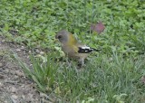 Evening Grosbeak