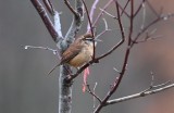 Carolina Wren