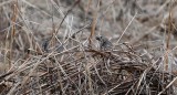 Sparrows