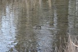 Ducks