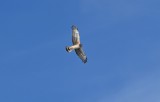 Hawks