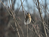 Purple Finch (Female)