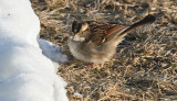 White-throated Sparrow