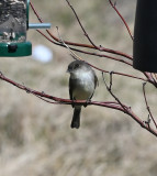 Eastern Phoebe