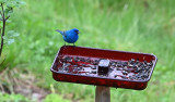 Indigo Bunting (Male)