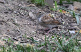 Chipping Sparrow (Immature)