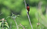 Orchard Oriole (Male)