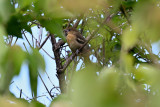 Baltimore Oriole (Immature)