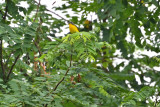 Yellow-breasted Chat