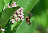 Snowberry Clearwing Moth