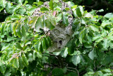 Bald-faced Hornet Nest