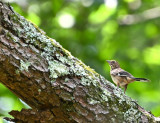 Eastern Towhee (Immature)