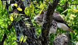 Red-tailed Hawk