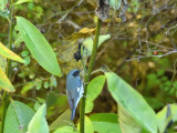 Black-throated Blue Warbler