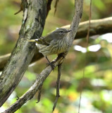 Cape May Warbler