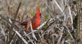 Northern Cardinal (Male)