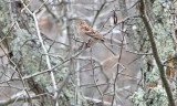 Field Sparrow