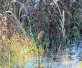 Golden-crowned Kinglet