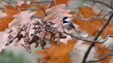 Carolina Chickadee