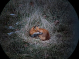 Red Fox