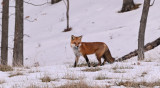 Red Fox