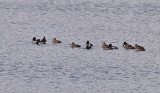 Ring-necked Ducks