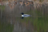 Common Loon